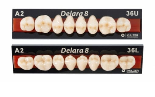 Delara 8 Posterior Teeth